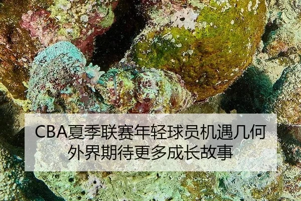 CBA夏季联赛年轻球员机遇几何 外界期待更多成长故事
